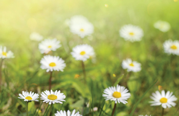 Flowers in a field