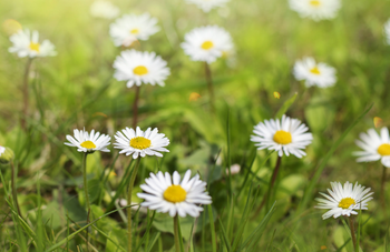 Flowers in a field